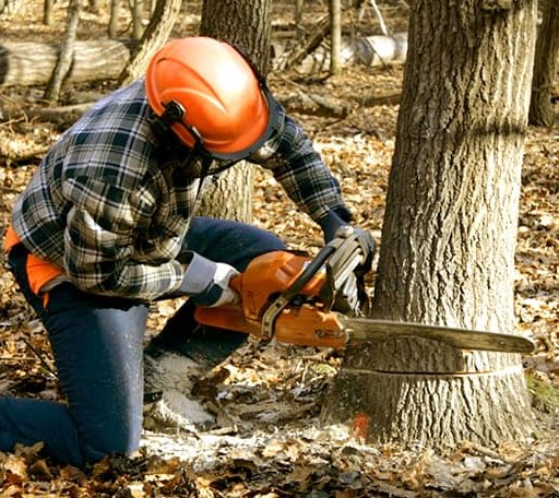 Tree Removal in Bloomington, WI